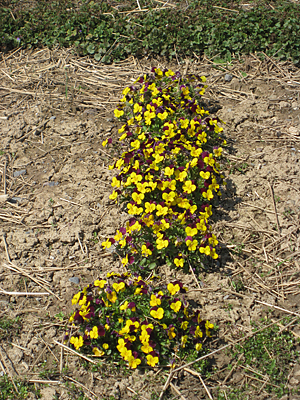 pansy mulched